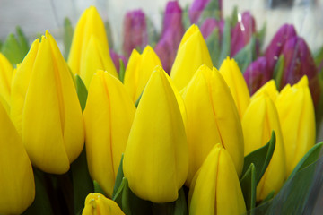 Fresh yellow tulips 