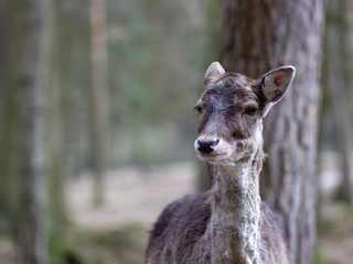 Deer in national park