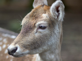 Fototapeta premium Deer in national park