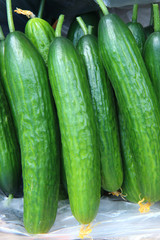 fresh cucumbers on market