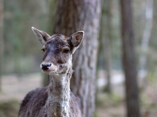 Deer in national park