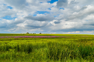 Beautiful Rietvlei nature reserve near Pretoria and Centurion lined with purple pompom weeds...