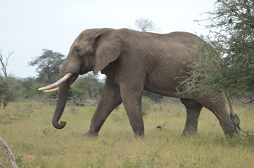 Obraz premium Portrait of a cute male bull Elephant in Kruger national Park