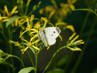 Pieris rapae - Vue dorsale de la piéride de la rave, un papillon commun des jardins de couleur...