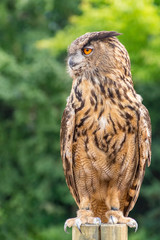 The Eurasian eagle-owl (Bubo Bubo) is on a pole waiting for a prey