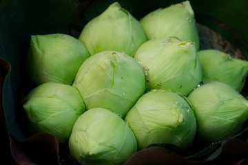 Naklejka premium Close up a wet bouquet of green bud lotus flower selling at the florist shop 
