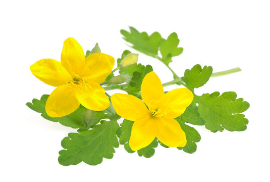 Celandine (Chelidonium majus)