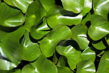 Fototapeta premium lily pads