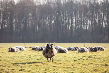 spotted sheep in meadow with trees in the background