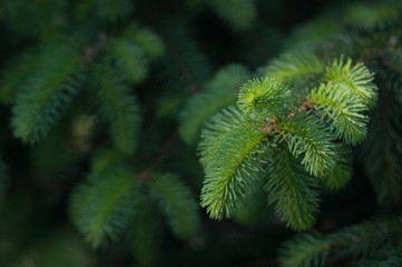 Young green shoots on the branches of spruce. Selective focus. Green texture.