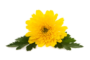 Yellow chrysanthemum