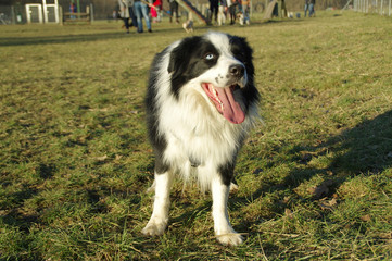 Boder Collie - happy dog walking on grass