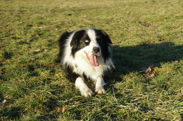 Happy dog lying on grass