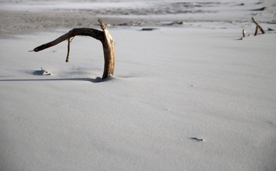 Samotna gałąź na piaskowej plaży.