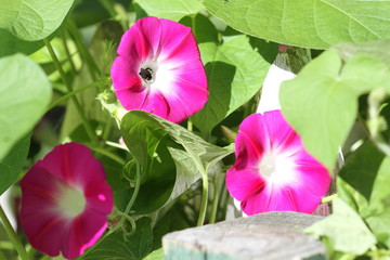 pink flowers with bee