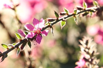 pink flower