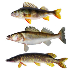 Freshwater predatory fish. Pike perch, pike, perch, catfish. Isolated