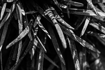 black and white leaves