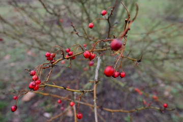 "Pyrus spinosa" But mardolino in the Botanical Garden of Ol‡rizu, Basque Country of Vitoria-Gasteiz (çlava), Spain