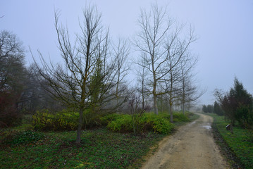 path and lonely dirt road on a morning with intense fog and cold leaves the Botanical Garden of Ol‡rizu, Vitoria-Gasteiz (Alava) Basque Country, Spain