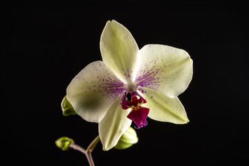 Naklejka na ściany i meble Yellow orchid very soft