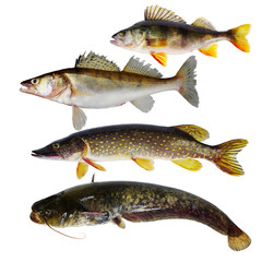 Freshwater predatory fish. Pike perch, pike, perch, catfish. Isolated