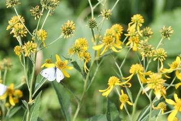 Obraz na płótnie Canvas Yellow flowers with butterfly