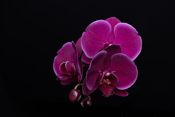 Purple orchid on black background