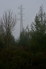 tower of light among pine trees in a morning with intense fog in the Botanical Garden of Ol‡rizu, Vitoria-Gasteiz (Alava) Basque Country, Spain