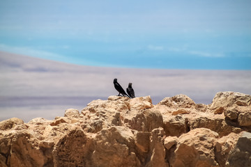Tristram's grackle starling birds sitting on a stone ledge at Masada overlooking Dead Sea
