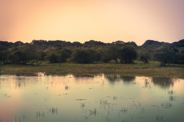Obraz na płótnie Canvas Sunrise tranquil river scenery landscape with reflection on calm water in Yala national park reserve wetlands in Sri Lanka in orange pink purple colors