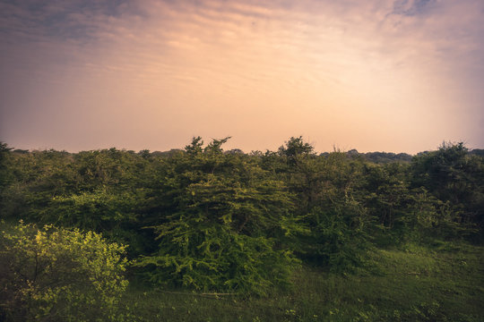 Sunrise scenery plain landscape in Yala national park reserve in Sri Lanka in orange pink purple colors