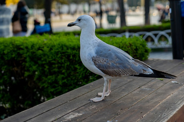 the seagull is sitting - 250116812