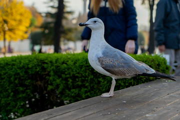 the seagull is sitting - 250116840