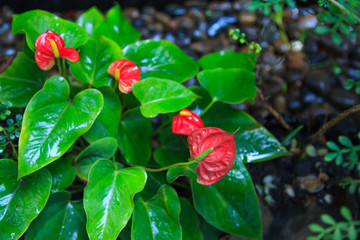 Natural Background, Anthurium (Tailflower, Flamingo Flower, Laceleaf) Plant and Flower. The flowers...