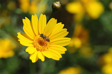 Drone-fly collecting nectar on a yellow flower. Springtime.