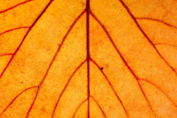 Yellow Leaf Macro Background