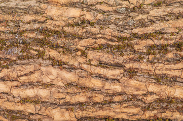 natural background of tree bark with a small amount of moss