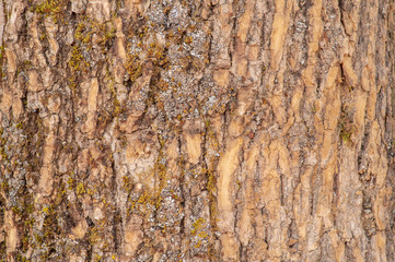 tree bark with lichen and moss