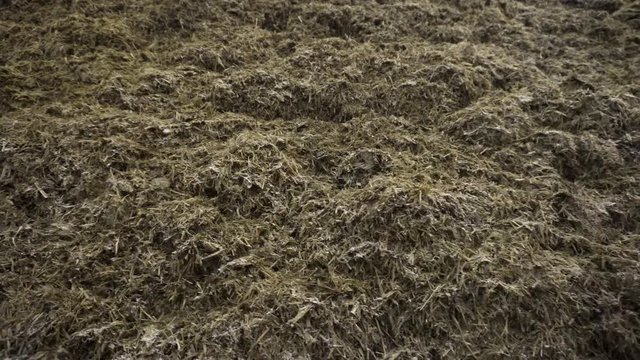 Close up for the pile of old grass and humus prepared for soil fertilization, agriculture concept. Footage. Biomass and mulch, organic material at a farm.