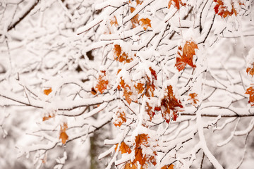 Withered brown leaves of the maple on the snow-covered branches in the winter after a snowfall