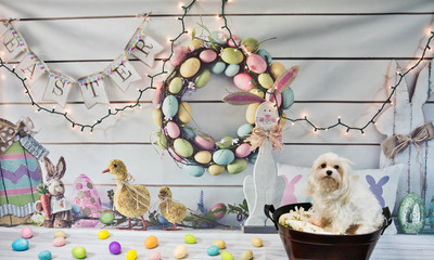 Little white Maltese in basket ready for Easter
