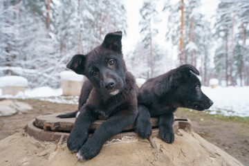 Black curious puppies bask on the lid of hatch of the underground heating main