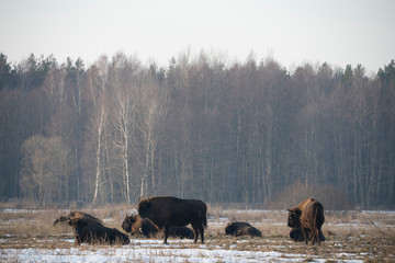 bison in bialowieza