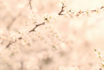 Spring Background - Blooming Trees - Blossoms - Nature background - Flowers