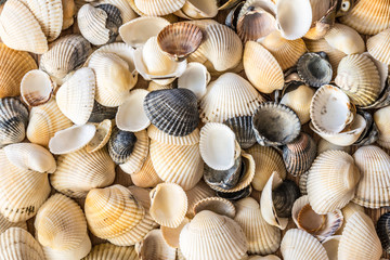 Seashells of different colors. Mollusk shells. Seashell background. Texture of the shells.