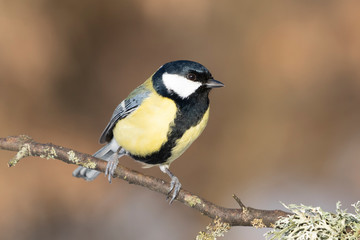 great tit on a branch