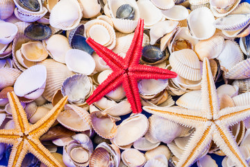 Seashells of different colors and three starfish. Sea background. Texture of the shells.