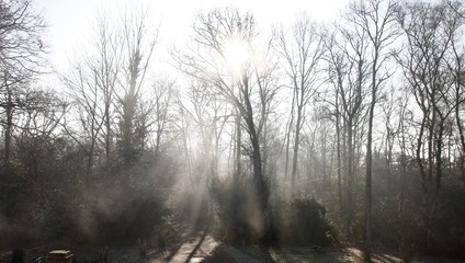 Fototapeta na wymiar Beams of light on a road (track) through woodland (forest): sunlight filtering through bare winter trees and mist