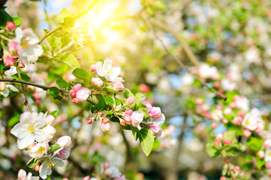 Flowers of apple tree and bright sun. Shallow depth of field. Focus on the front flowers. © alinamd